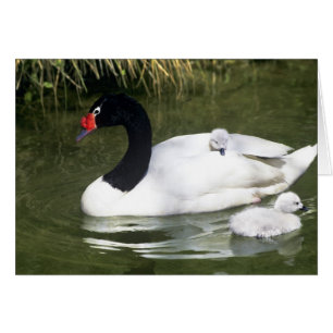 Cygne à cou noir adulte et cygneaux dans l'eau.