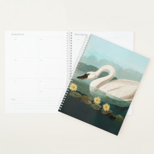 cygne audubon cygnes d'eau blanche