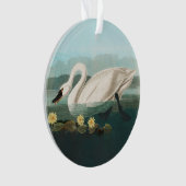 cygne audubon cygnes d'eau blanche (devant)