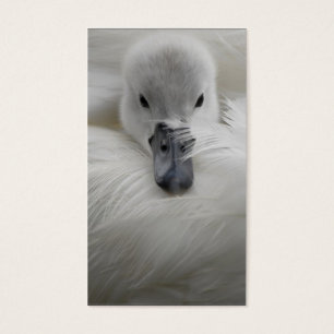 Cygne, belles plumes blanches, confort de beauté