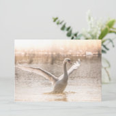 Cygne blanc pendant la carte Sunrise (Debout devant)