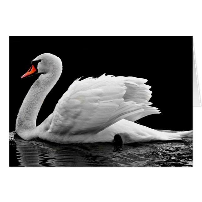 Cygne blanc sur le lac (Devant horizontal)
