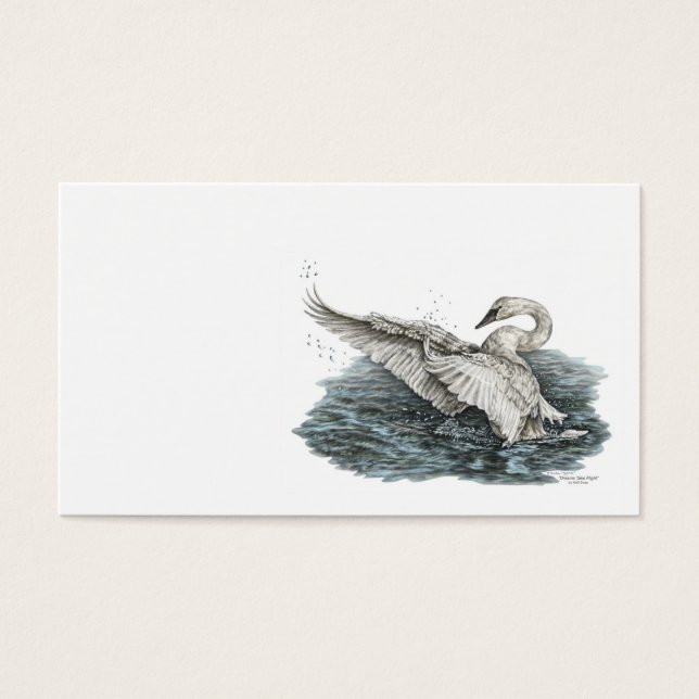 Cygne blanc sur l'eau (Devant)
