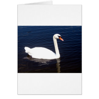 Cygne blanc sur les eaux tranquilles