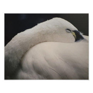 Cygne de la toundra dormant Photo agrandie
