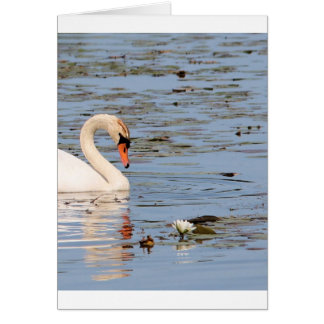 Cygne muet avec coussin de lilly