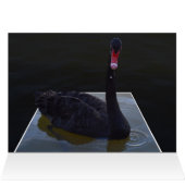 Cygne noir nageant dans un étang dimensionnel, (Intérieur Horizontal (Haut))