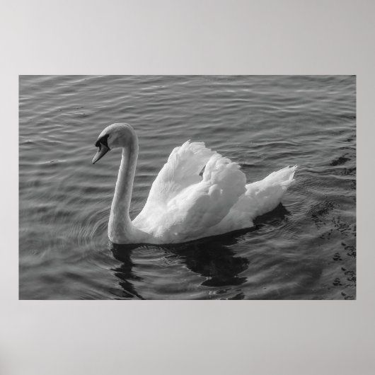 Cygne. Poster de B&W Roath Park Lake, Cardiff, Pay (Devant)
