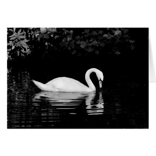 Cygne, Roath Park, Cardiff. (Devant horizontal)