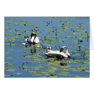 Cygne trompette
