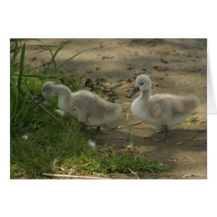 cygnes
