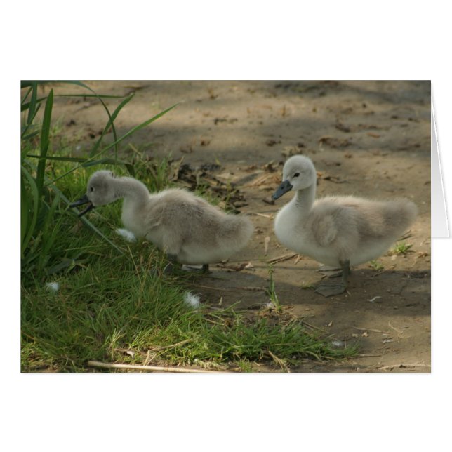 cygnes (Devant horizontal)