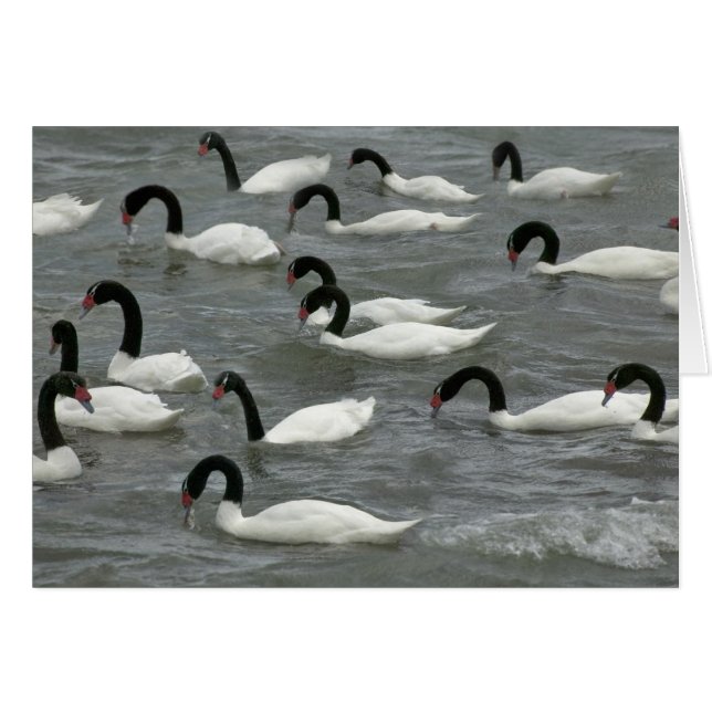 Cygnes à cou noir (Cygnus melancoryphus) (Devant horizontal)