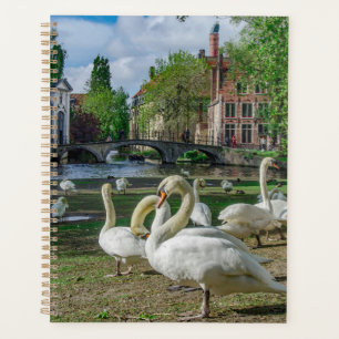 Cygnes blancs à Bruges