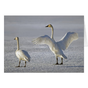 Cygnes de toundra (Cygnus columbianus)