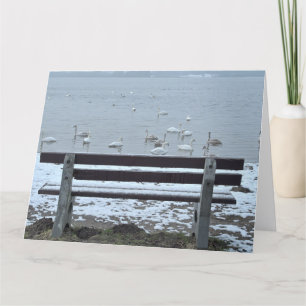 Cygnes, lac et banc - carte de voeux