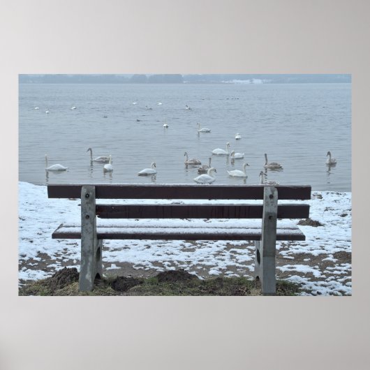 Cygnes, lac et banquette - affiche (Devant)