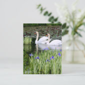 Cygnes muets & Iris : Carte postale (Debout devant)