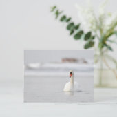 Cygnes muets nageant dans la carte postale d'eau f (Debout devant)