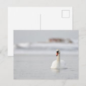 Cygnes muets nageant dans la carte postale d'eau f (Devant / Derrière)