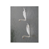 Cygnes sur le Bloc-notes de la rivière (Tourné)