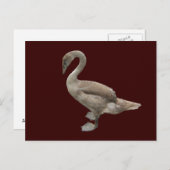 Cygnet ~ briefkaart (Voorkant / Achterkant)