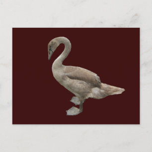 Cygnet ~ briefkaart