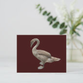 Cygnet ~ carte postale (Debout devant)