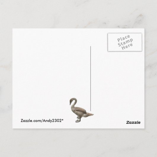 Cygnet ~ carte postale (Dos)