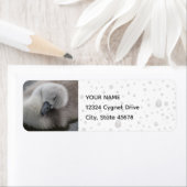 Cygnet Swan in de Regen Etiket (Insitu)