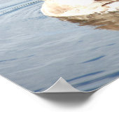 Cygnet Swan Preening Poster (Hoek)