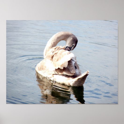 Cygnet Swan Preening Poster (Voorkant)