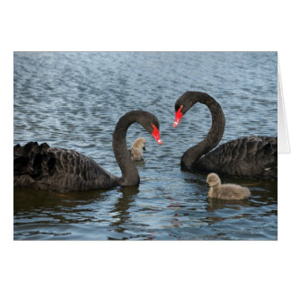 Cygnets on the moat of Markenfield Hall, Ripon, Ve