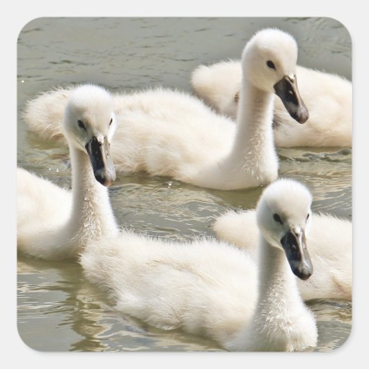 Cygnets Vierkante Sticker (Voorkant)