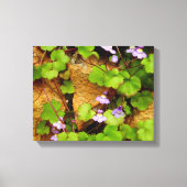 Cymbalaria Muralis Canvas Print (Voorkant)