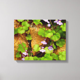 Cymbalaria Muralis Canvas Print