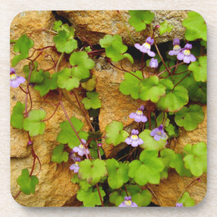Cymbalaria Muralis Dessous de verre en plastique d