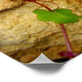 Cymbalaria Muralis Poster (Hoek)