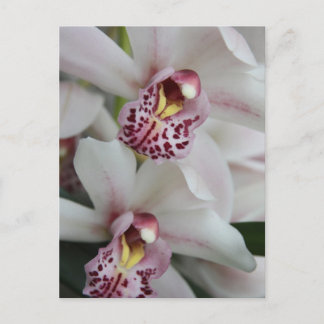Cymbidium Orchid Briefkaart
