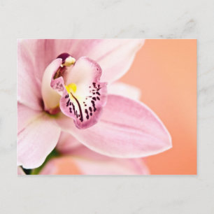Cymbidium Orchid Briefkaart
