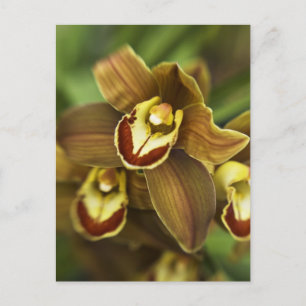 Cymbidium Orchid Briefkaart