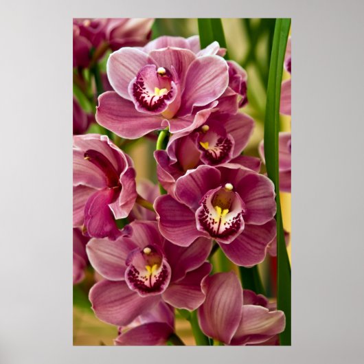 Cymbidium Orchid Poster (Voorkant)
