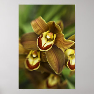 Cymbidium Orchid Poster