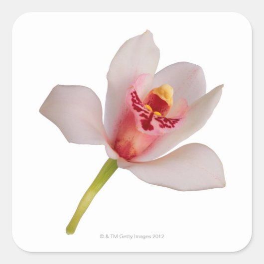 Cymbidium Orchid Vierkante Sticker (Voorkant)