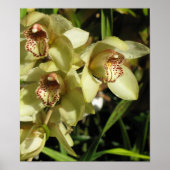 Cymbidium Orchids poster (Voorkant)