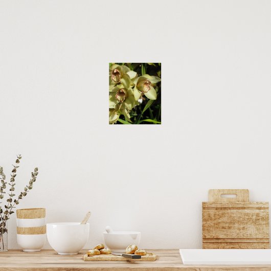Cymbidium Orchids poster (Keuken)