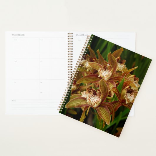 Cymbidium tracyanum planner (Display)