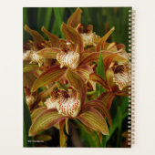 Cymbidium tryanum (Dos)