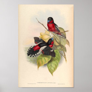 Cymbirhynchus affinis Red  Bird of Asia Poster