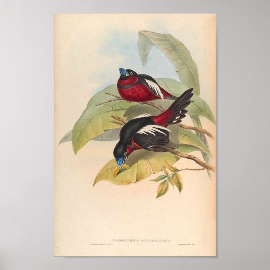 Cymbirhynchus Macrorhynchos Bird oF Asia Poster (Voorkant)